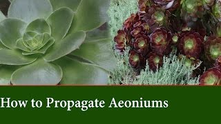 How to Propagate Aeonium from Cuttings [upl. by Rasmussen]