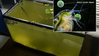 Raising Daphnia for the Freshwater Aquarium [upl. by Ramsey860]