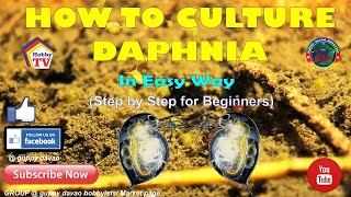 HOW TO CULTURE DAPHNIA In Easy Way [upl. by Turner]