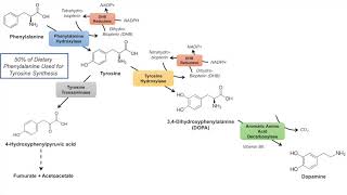 Catecholamine Biosynthesis Pathway [upl. by Papst]