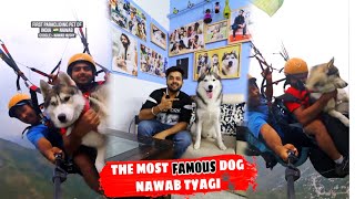 Indias first paragliding pet  Most Famous Dog in India  Husky [upl. by Ynnep27]