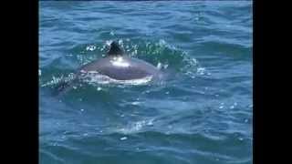 Harbour Porpoise Species Identification [upl. by Kissner175]