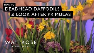 How To Deadhead Daffodils And Look After Primulas  Waitrose [upl. by Rimahs]